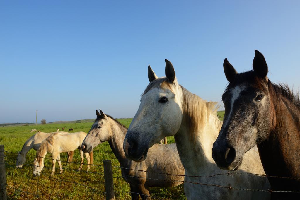 Herdade Do Pessegueiro Porto Covo Eksteriør billede